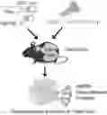 Fig. 01 - TARGETED GENE ACTIVATION USING MODIFIED GUIDE RNA