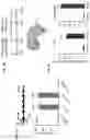 Fig. 09 - TARGETED GENE ACTIVATION USING MODIFIED GUIDE RNA
