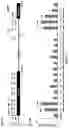 Fig. 22 - TARGETED GENE ACTIVATION USING MODIFIED GUIDE RNA