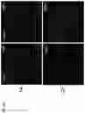 Fig. 33 - TARGETED GENE ACTIVATION USING MODIFIED GUIDE RNA