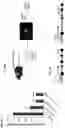 Fig. 35 - TARGETED GENE ACTIVATION USING MODIFIED GUIDE RNA