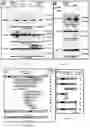 Fig. 02 - COMPOSITIONS AND METHODS FOR INHIBITING CARP-1 BINDING TO NEMO