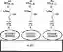 Fig. 01 - SPHINGOSINE-1-PHOSPHATE ANALOG AND SYNTHESIS METHOD THEREFOR