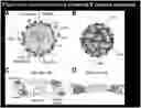 Fig. 01 - Chimeric insect-specific flaviviruses