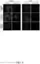 Fig. 10 - Chimeric insect-specific flaviviruses