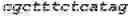 Fig. 320 - Recombinant Herpes Simplex Virus-2 expressing glycoprotein B and D antigens