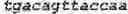 Fig. 366 - Recombinant Herpes Simplex Virus-2 expressing glycoprotein B and D antigens
