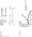 Fig. 33 - DLL3 targeting chimeric antigen receptors and binding agents