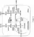 Fig. 22 - Primary alcohol producing organisms