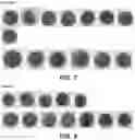 Fig. 06 - METHOD AND COMPOSITION FOR STAINING AND SAMPLE PROCESSING