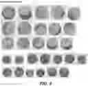 Fig. 07 - METHOD AND COMPOSITION FOR STAINING AND SAMPLE PROCESSING
