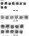 Fig. 10 - METHOD AND COMPOSITION FOR STAINING AND SAMPLE PROCESSING