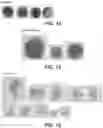 Fig. 11 - METHOD AND COMPOSITION FOR STAINING AND SAMPLE PROCESSING