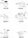 Fig. 07 - Display a graphical representation to indicate sound will externally localize as binaural sound
