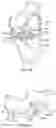 Fig. 16 - Prosthetic knee implant systems and methods with linked tibial rotation