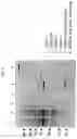 Fig. 04 - Antibody binding specifically to ECL-2 of claudin 3, fragment thereof, and use thereof