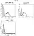 Fig. 18 - Antibody binding specifically to ECL-2 of claudin 3, fragment thereof, and use thereof