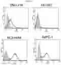 Fig. 20 - Antibody binding specifically to ECL-2 of claudin 3, fragment thereof, and use thereof