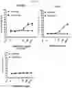 Fig. 23 - Antibody binding specifically to ECL-2 of claudin 3, fragment thereof, and use thereof