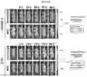 Fig. 27 - Antibody binding specifically to ECL-2 of claudin 3, fragment thereof, and use thereof