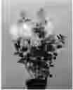 Fig. 01 - HYDRANGEA PLANT NAMED 'LC NO11'