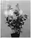 Fig. 02 - HYDRANGEA PLANT NAMED 'LC NO11'