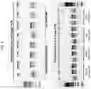 Fig. 06 - Multiplex targeted amplification using flap nuclease