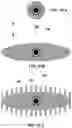Fig. 20 - BUCCAL VALVE
