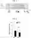 Fig. 02 - INTESTINAL MICROBE HAVING D-PSICOSE-RESPONSIVE PROLIFERATION