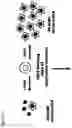 Fig. 14 - Assay for FGF2 Secretion and Signaling