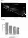 Fig. 03 - METHOD FOR MAKING BIOLOGICAL MATERIAL TRANSPARENT AND USE THEREOF