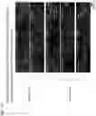 Fig. 10 - METHOD FOR MAKING BIOLOGICAL MATERIAL TRANSPARENT AND USE THEREOF