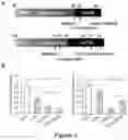 Fig. 02 - Modeling neurological disorders and ataxias with cardiac dysfunction using bioengineered heart tissues