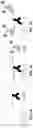 Fig. 02 - ANTIGEN-COUPLED IMMUNOREAGENTS