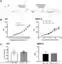 Fig. 01 - PODOPLANIN POSITIVE MACROPHAGES