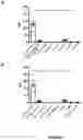 Fig. 02 - PODOPLANIN POSITIVE MACROPHAGES