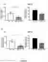 Fig. 06 - PODOPLANIN POSITIVE MACROPHAGES