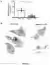Fig. 07 - PODOPLANIN POSITIVE MACROPHAGES