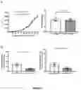 Fig. 08 - PODOPLANIN POSITIVE MACROPHAGES