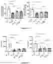 Fig. 22 - PODOPLANIN POSITIVE MACROPHAGES