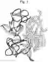 Fig. 02 - ANTIBODY