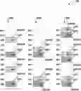 Fig. 01 - Physical downlink control channel (PDCCH) demodulation reference signal (DMRS) transmission and reception