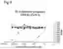 Fig. 07 - Amino acid sequences that modulate the interaction between cells of the immune system