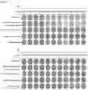 Fig. 05 - Method for preparing biocompatible poly-γ-glutamic acid hydrogel by using ultraviolet rays