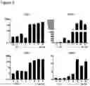 Fig. 04 - Production of brown adipocytes