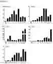 Fig. 05 - Production of brown adipocytes