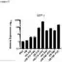 Fig. 07 - Production of brown adipocytes