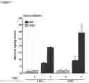 Fig. 08 - Production of brown adipocytes