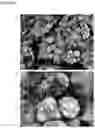 Fig. 10 - Production of brown adipocytes