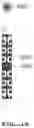 Fig. 28 - Contact and test socket device for testing semiconductor device